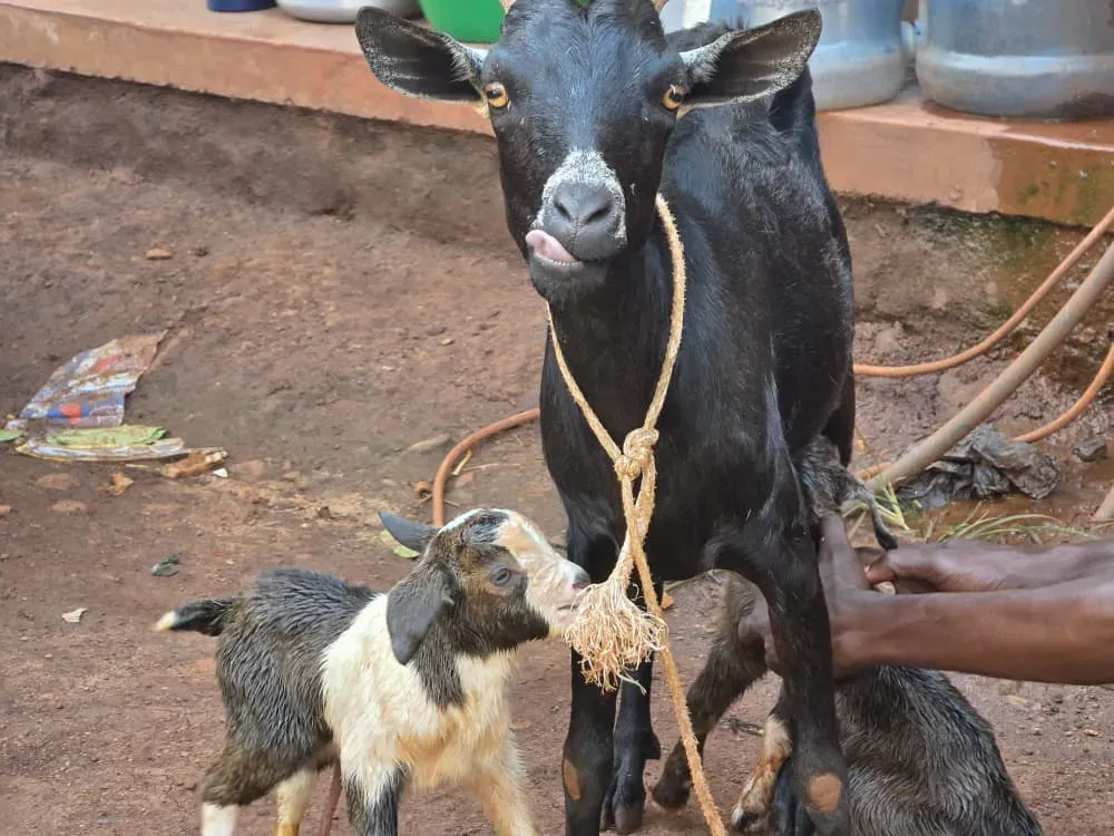 News Image - Goats giving birth